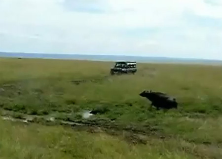 دفاع الجاموس عن العجل حتى الموت