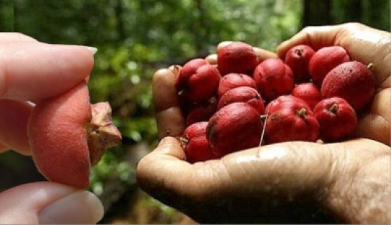 فاكهة تقضي على السرطان في ساعات فقط