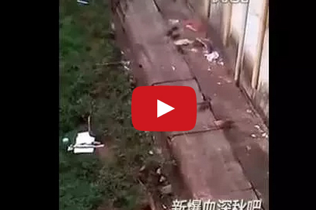 بالفيديو : عشرات الجردان تغزو سجنا باليابان