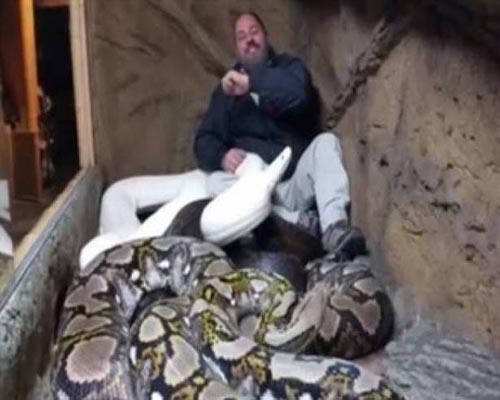 بالفيديو: رجل يتحدى 3 ثعابين ضخمة داخل قفص مغلق !