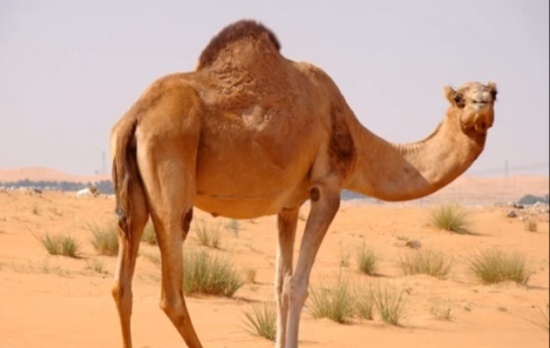 فيديو :  لماذا دعانا الله إلى النظر إلى الإبل كيف خُلقت ؟