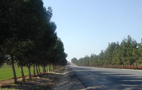 بلدة الشجرة تستذكر ابناءها الشهداء