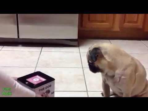 شاهد.. لقطات طريفة ومنوعة