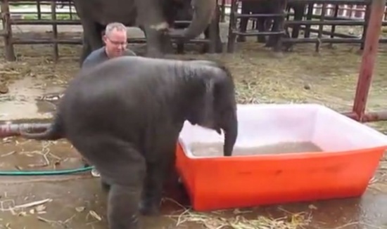 شاهد.. محاولة فاشلة لفيل صغير حاول الاستحمام في حوض