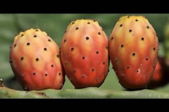 هل تعلم ماذا يحدث في جسمك اذا أكلت التين الشوكي؟ ستذهل وتتعجب جداً شاهد هذا الفيديو!