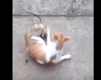 شاهد.. توم وجيري حقيقة وليس خيال!