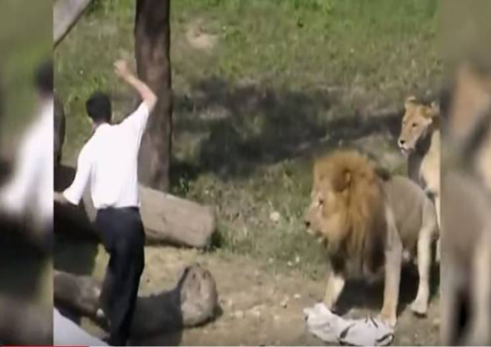 فيديو| رجل يواجه أسدين والجميع يحاول إنقاذه ….ولكن لن تتخيل ماحدث !!