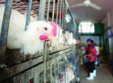 أسعار الدجاج ترتفع 20 قرشا للكيلو