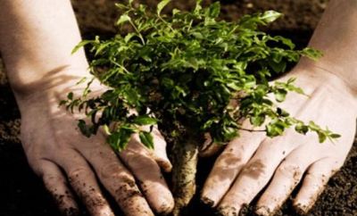 زراعة الكورة توفر 9000غرسة حرجية مجانية للمزارعين