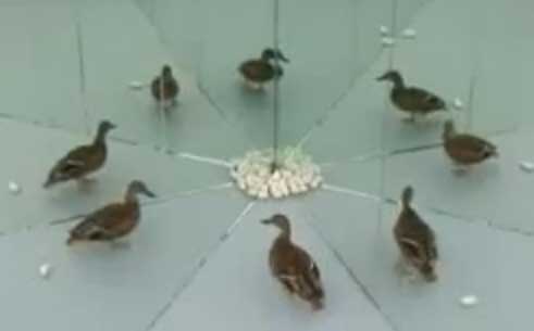خدعة بصرية