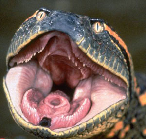 أفعى تقتل 35 شخص في العراق 