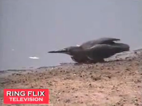 صياد محترف 