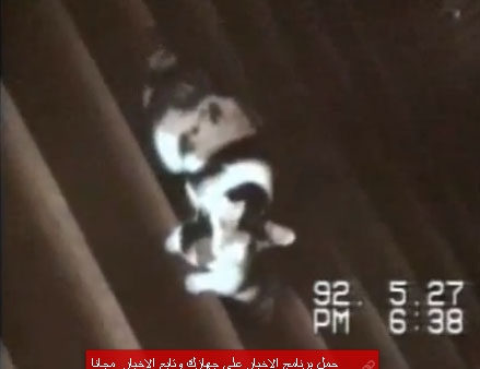 قطط مضحكة
