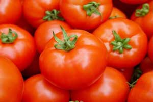 حملة ارشاد في مشاتل البندورة بالاغوار للوقاية من حفار الساق 