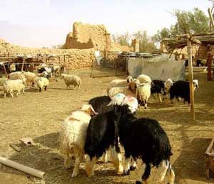 اصحاب الاغنام ومحلات الاعلاف في السلط يغلقون طريق السرو الرئيسي في السلط اصحاب الاغنام ومحلات الاعلاف في السلط يغلقون طريق السرو الرئيسي في السلط