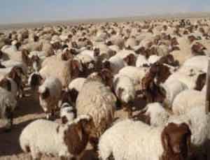 الوطنية للأمن الغذائي تستعد لتوفير الاضاحي  