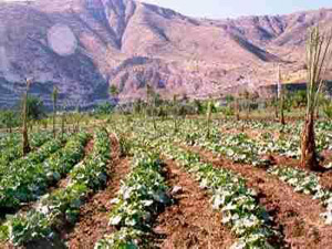 الزراعة تبدأ العمل بتخضير قلعة الشوبك  