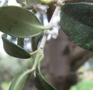 اجراءات وزارة الزراعة للحد من انتشار حشرة بسيلا الزيتون  