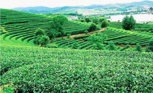 الاردن يشارك الدول العربية الاحتفال بيوم الزراعة العربي  