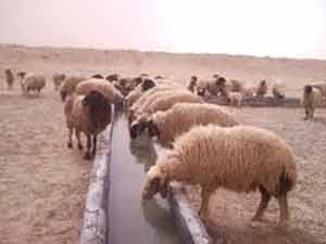 تحصين 130 الف راس من الثروة الحيوانية في المفرق  