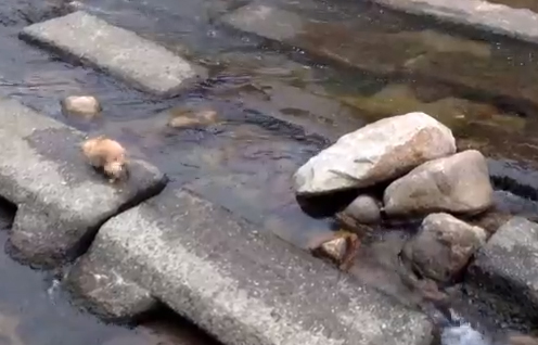 كلب يلعب مع نفسه