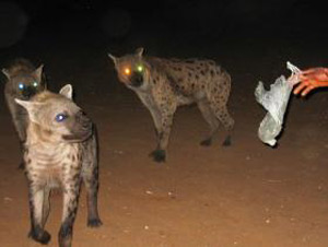 الملكية لحماية الطبيعة تؤكد عدم وجود حيوانات غريبة بالاغوار الجنوبية 