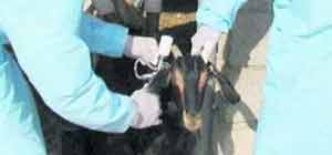 الاستمرار في حملات تطعيم المواشي في المزار الجنوبي  