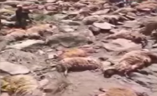 بالفيديو : نفوق 400 خروف في سقوط جماعي في تركيا