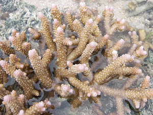 الجمارك تحبط تهريب39 قطعة مرجان بحري  