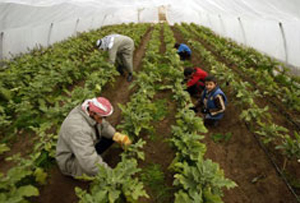 مزارعون في الطفيلة يطالبون بشمولهم بالمشروعات الزراعية 