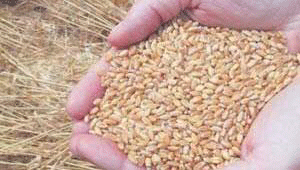 المؤتمر العالمي 22 للقمح في الاردن الاثنين  