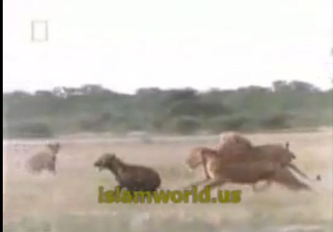 مذبحة بين الاسود والضباع يموت 56 ضبع و4 اسود