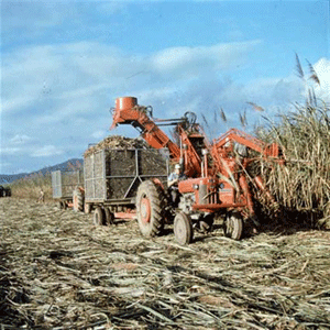 بدء دورة تدريبية في مجال الاستفادة من المخلفات الزراعية  