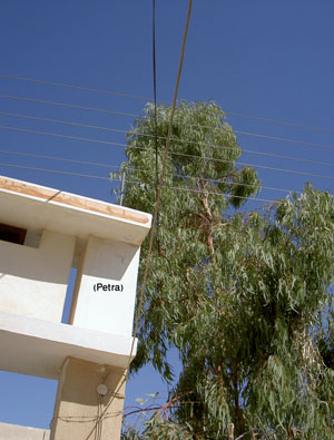 تشابك الاغصان مع اسلاك الكهرباء بالطفيلة يشكل خطرا على المواطنين 