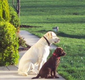 طفل يموت بعدما هاجمه كلبان وجدته تنتحر بعد الحادثة