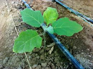 ورشة عمل حول استخدام التسميد بالري في المفرق