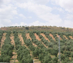 زراعة المفرق تنفذ حزمة من المشروعات 