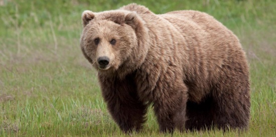 بالفيديو.. شاب يستيقظ ورأسه بين فكي دب