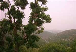 زراعة الكورة تنصح المزارعين بتأخير قطف الزيتون  