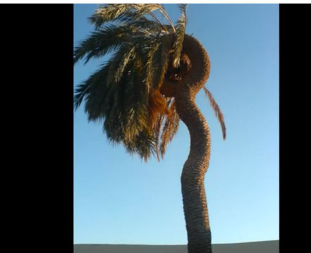أغرب نخلة في الوطن العربي