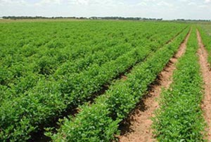 خبراء من افريقيا يطلعون على تجربة مزارع رم في إنتاج الأعلاف  