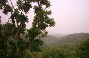 استحداث 7 بلديات جديدة في لواء الكورة  