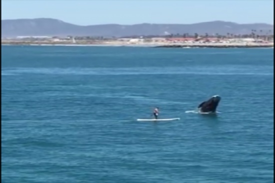 شاهد.. لحظة اصطدام راكب أمواج بحوت