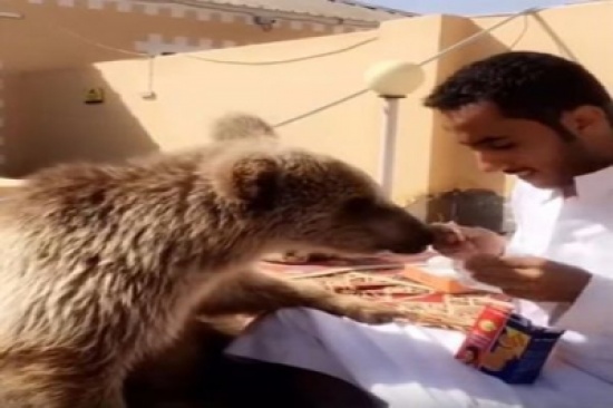 شاهد: دب يقتحم غرفة شاب سعودي.. والدهشة تصيب المتابعين