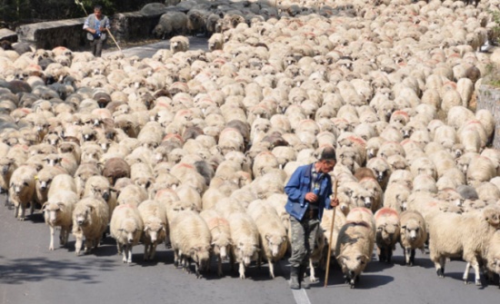 اللسان الازرق يتسبب بحظر الاردن لاستيراد اللحوم الحية من رومانيا اللسان الازرق يتسبب بحظر الاردن لاستيراد اللحوم الحية من رومانيا