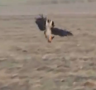 نسر يصطاد غزال