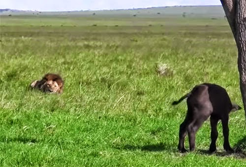 اسد غبي افترس عجل اغبى منه