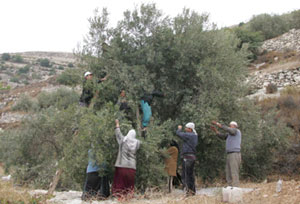 اردنيون يطالبون بتسمية يوم عطلة لقطفة الزيتون اردنيون يطالبون بتسمية يوم عطلة لقطفة الزيتون