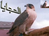تجمع أبناء عشائر الحجايا يصدرون بيانا تجمع أبناء عشائر الحجايا يصدرون بيانا