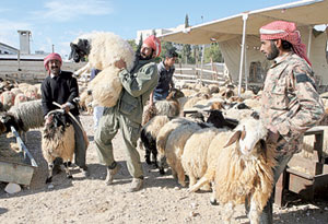 ( المدنية ) تبدأ بيع الأضاحي الجمعة ( المدنية ) تبدأ بيع الأضاحي الجمعة